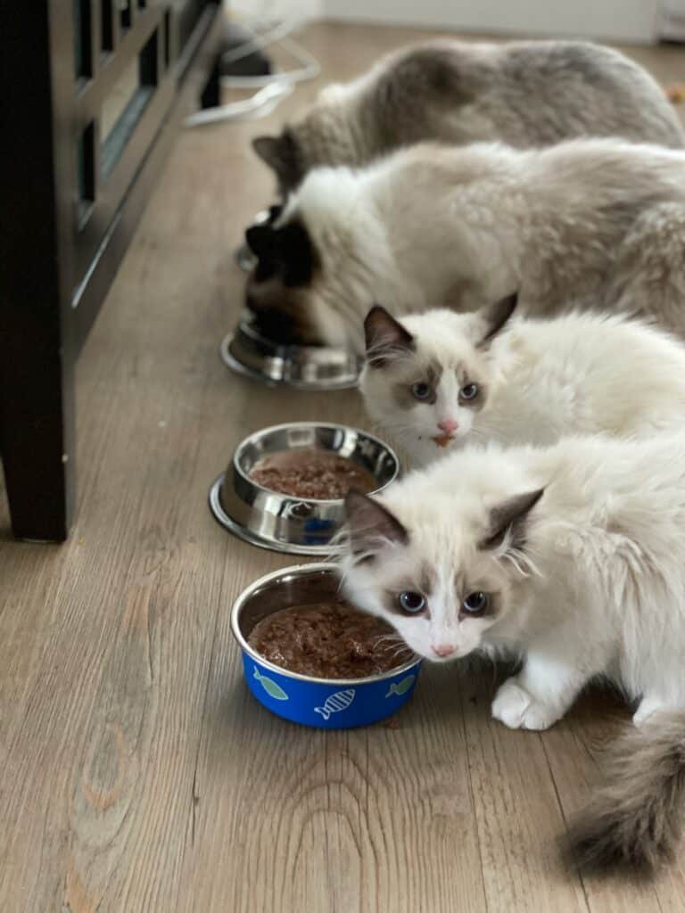 Insect-Based Cat Food: A Sustainable Feast for Your Feline Friend