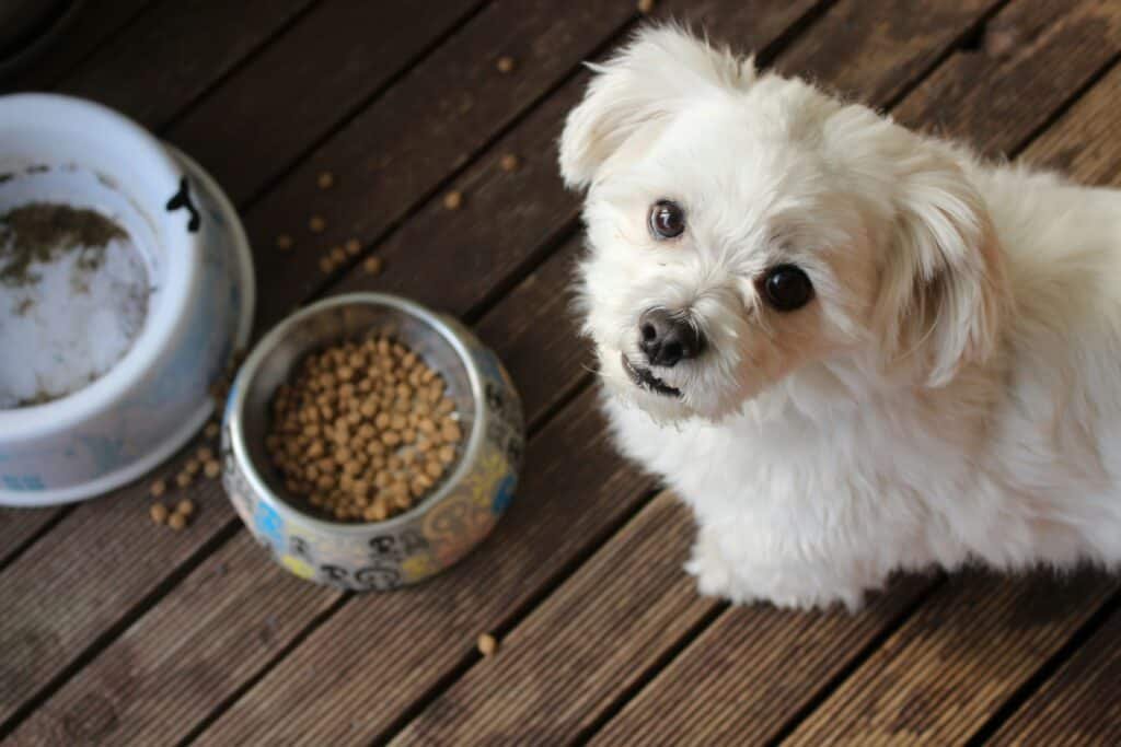 Homemade Dog Food Toppers for Picky Eaters: An Easy Guide