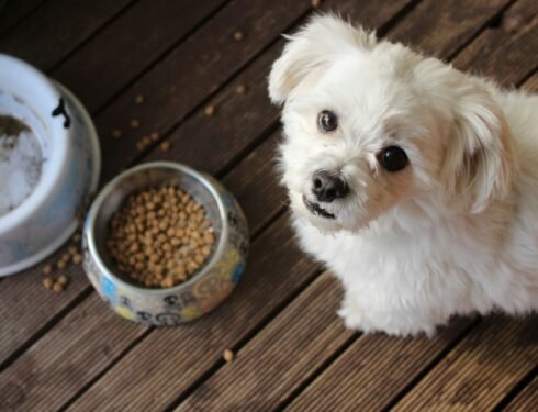 Homemade Dog Food Toppers for Picky Eaters: An Easy Guide