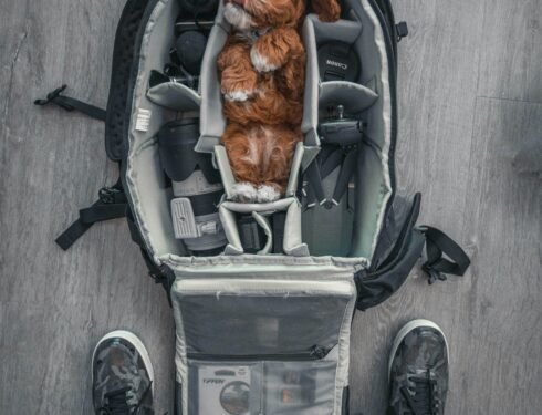 Pet Travel