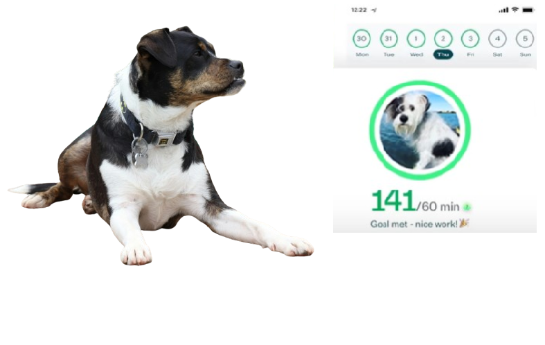 Whistle Switch Smart Collar: The Perfect Blend of Technology and Pet Care